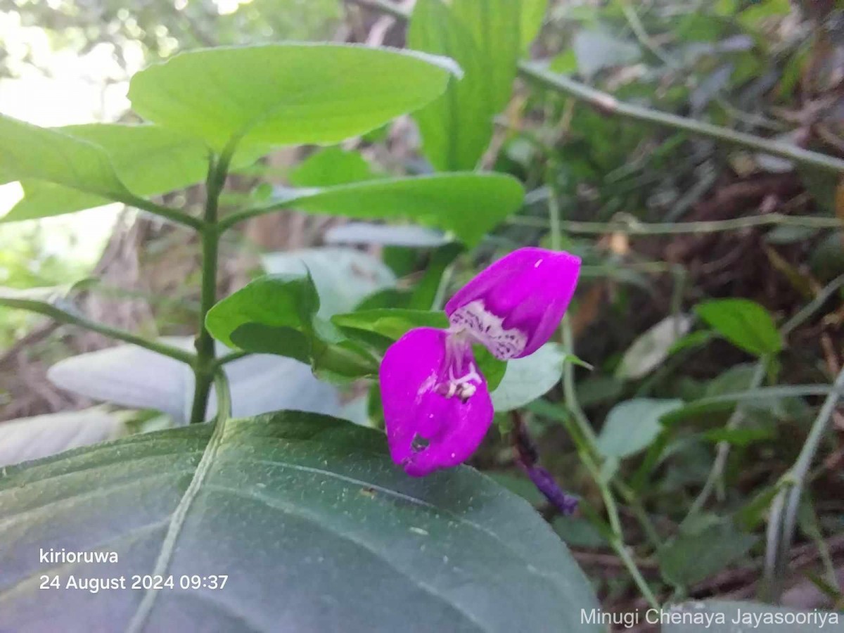 Dicliptera foetida (Forssk.) Blatt.